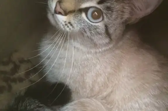 Кошки потеряшки, Выльгорт, фото: Потеряшка кошка 