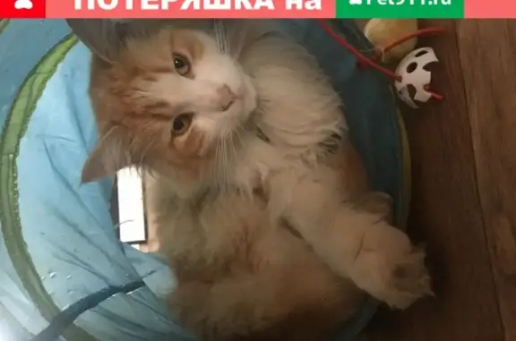 Пропала кошка Стёпка в Пензе, СДТ Пригородное