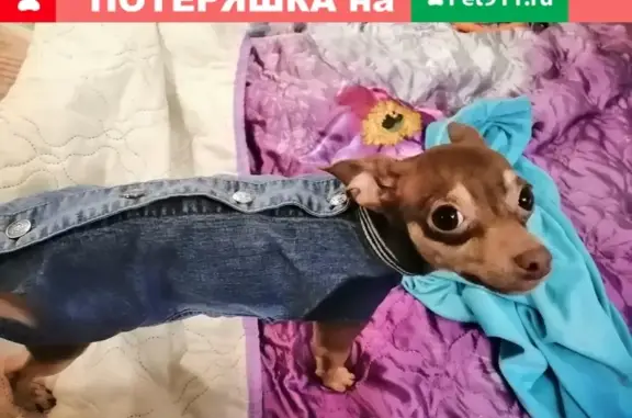 Объявления о пропавших и найденных животных, Липецк, фото: Пропал той-терьер в Липецке, 7 мкрн, остановка Звёздный