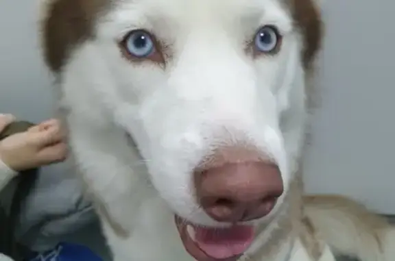 Собаки потеряшки, Анапа, фото: Потеряшка собака Хаски Риф на ул. Крымская, г. Анапа