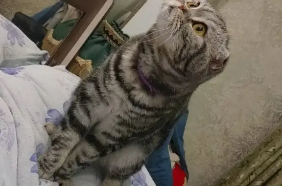 Кошки потеряшки, Ставрополь, фото: Потеряшка кошка с сиреневым ошейником на ул. Краснофлотской