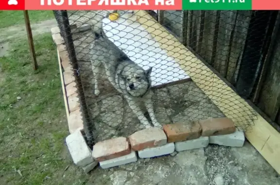 Найдена умная и красивая собака на улице Авиационной, Вязники
