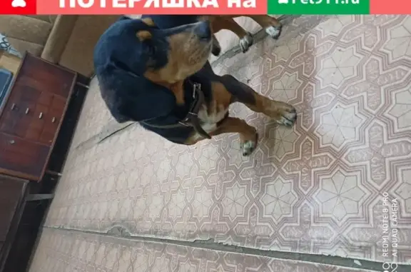 Найдена собака на Волжском проспекте, Энгельс