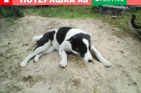 Найдена собака в Ленинградской обл., ищет ответственных хозяев.