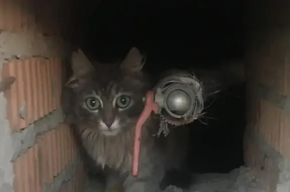 Найдена кошка с котятами в Обнинске