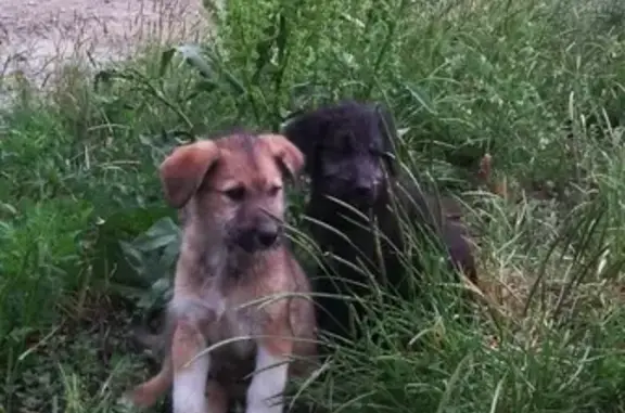 Срочно! Найдены щенки возле Славянского кладбища