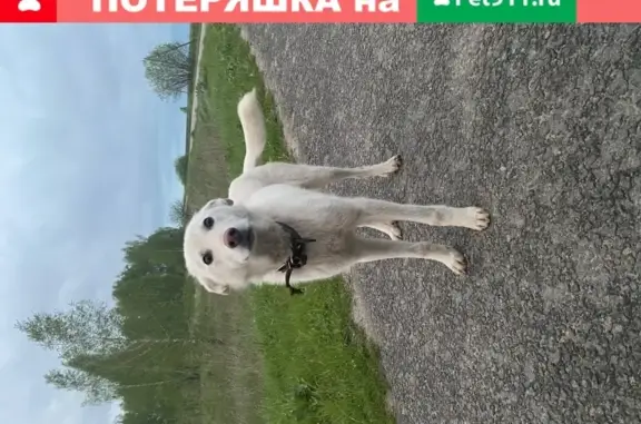 Собака на пересечении: белый пёс ждёт на Клыковской, порван поводок.