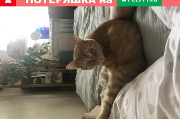 Пропала кошка Филя на Б. Филевской 17, Москва