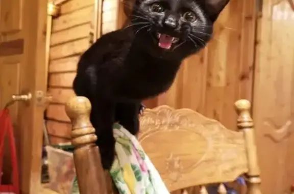 Потерянные животные Сергиев Посад, фото: Пропала черная кошка Аврора в Сергиевом Посаде