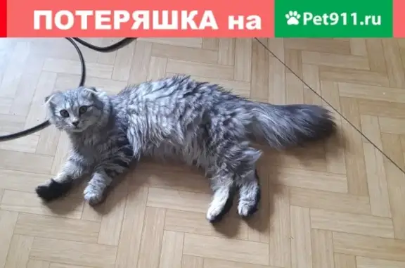 Пропала кошка на Переведеновском пер. 3, вознаграждение 5000 р.