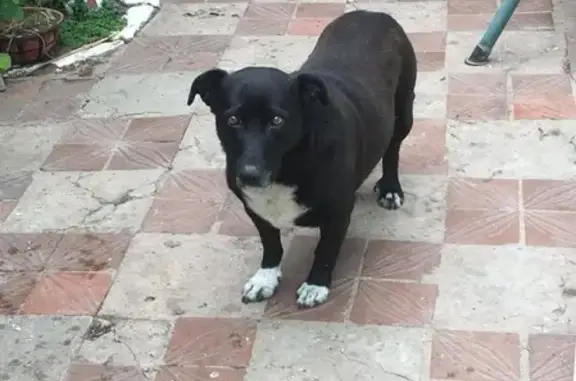 Собаки потеряшки, Орёл, фото: Потеряшка пёс Макс в районе Трансмаша, Орёл