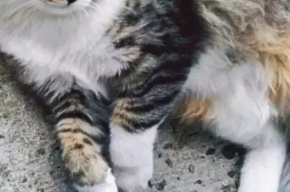 Пропала кошка Кошечка на ул. Черкасской, дом 105 в Краснодаре