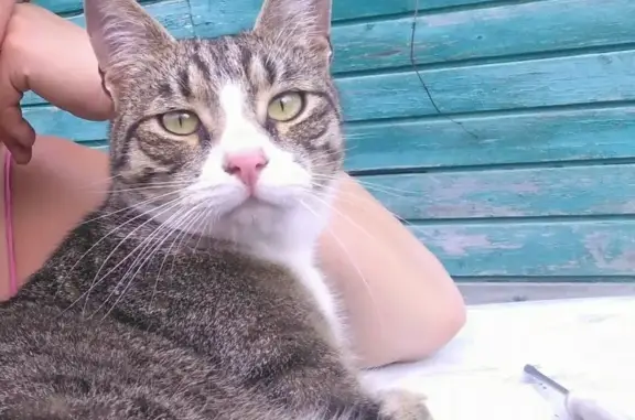 Пропала кошка в Химках, ул. Горная, СНТ Сходненские садоводы