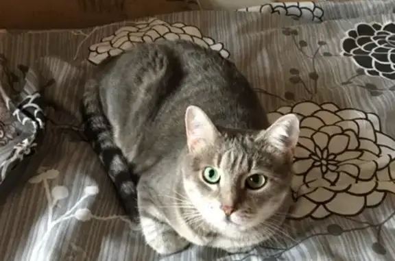 Пропала кошка Лапка из ветеринарной клиники в Москве