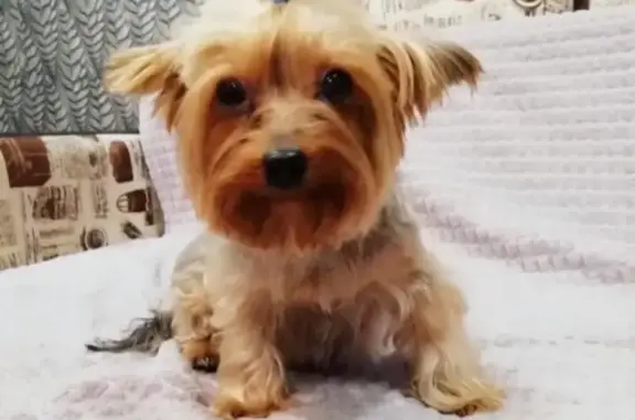 Потерянные животные Бийск, фото: Пропала собака Йоркширский терьер в Бийске (39Д)