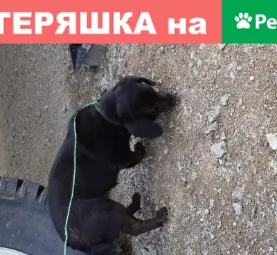 Найдена тихая собачка в Хабаровске