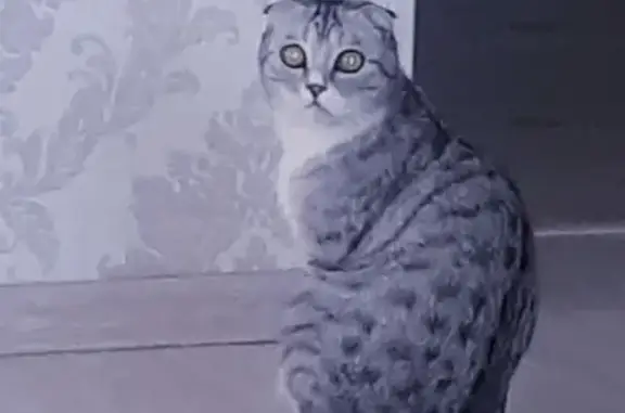 Кошки потеряшки, Курган, фото: Потеряшка котик на ул. Добролюбова, 80 в Кургане