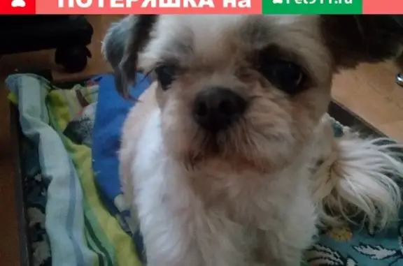 Собака найдена в Тольятти, Самарская обл.