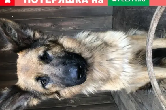 Найдена собака на улице Мадояна, Ростов-на-Дону