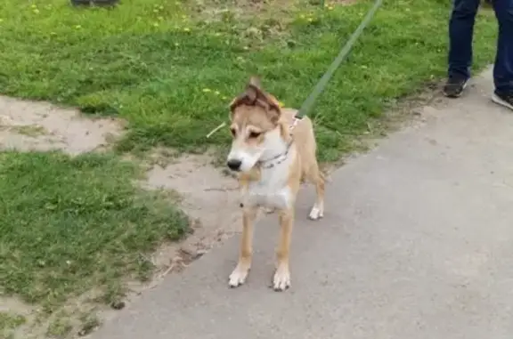 Найден щенок в Лобне, Красная Поляна