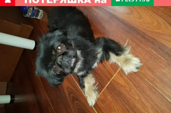 Найдена собачка пекинес в Первомайском Иркутск