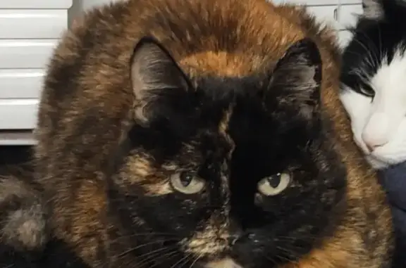 Кошки потеряшки, Брикет, фото: Потеряшка кошка Мотя в Рузском районе, поселке брикет.