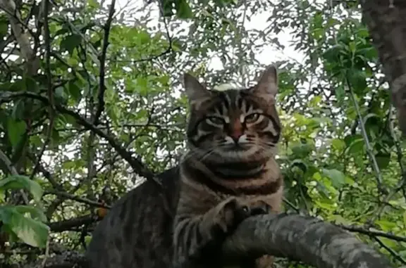Пропала кошка Пульхерия в поселении Киевский, Москва