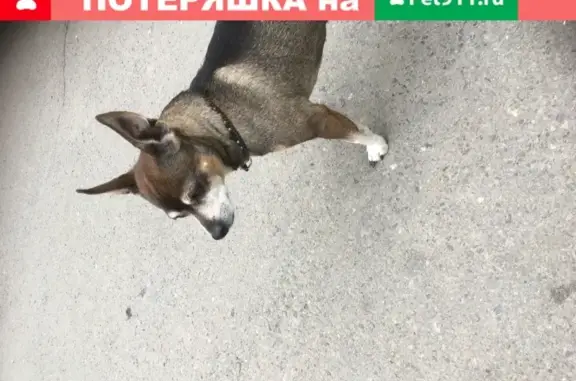 Собака с ошейником на северном возле Окея, Ростов-на-Дону