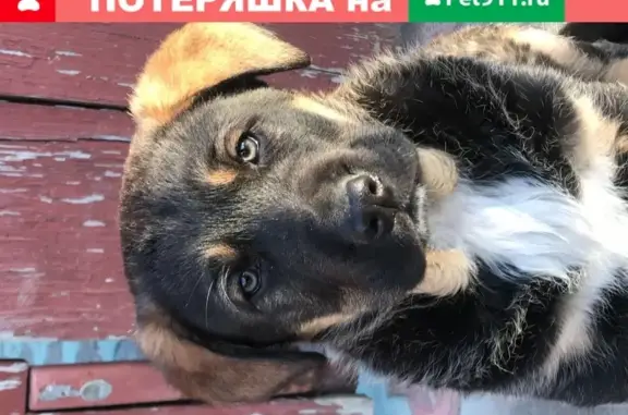 Пропала собака Мартин, нуждается в специальном питании, адрес: СНТ «Аэрофлот», Наро-Фоминск.