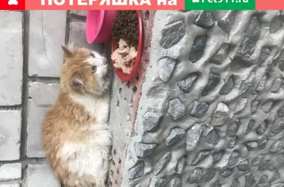 Найден бело-рыжий кот в Тюмени