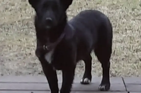 Пропала собака Сучка на Петровско-Разумовской аллее