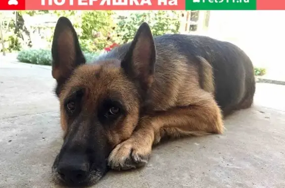 Потерянные животные , фото: Пропала Немецкая овчарка в Симферополе
