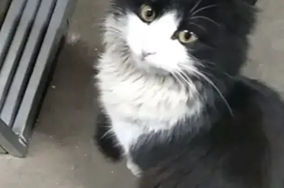 Найдена кошка в Видном, заберите свою животину