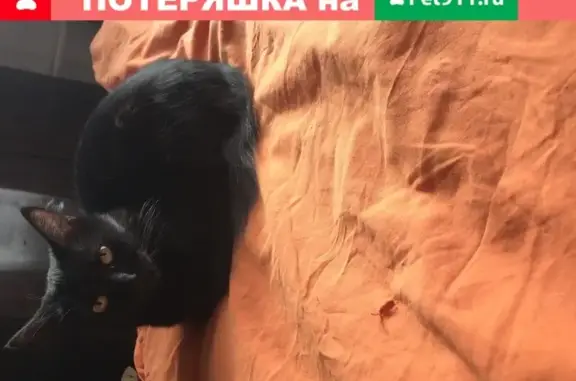 Найдена чёрная кошка в Москве, 1-й Лихачёвский переулок, 4А