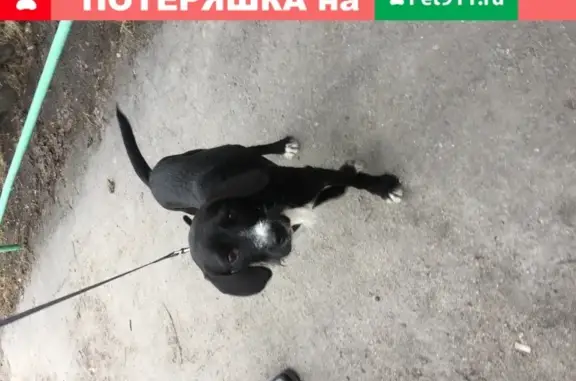 Собака на Ивченко с ошейником.