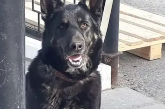 Собаки потеряшки, Карповский сельсовет, фото: Потеряшка восточноевропейская овчарка Герда в селе Ключевка, Алтайский край