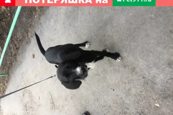 Найдена ласковая собака на улице Ивченко, Мурманск, с ошейником