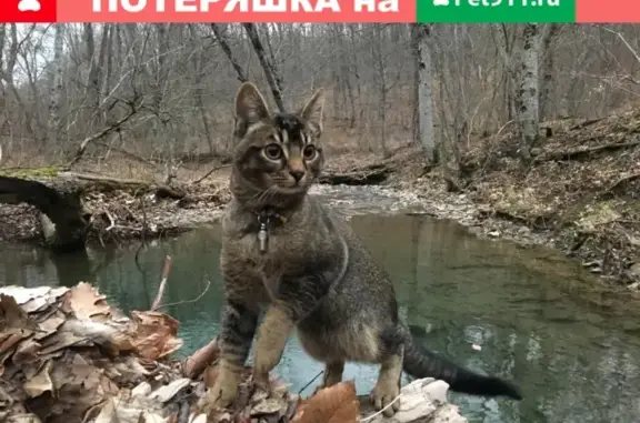 Пропала кошка в СНТ Рыбак, вознаграждение