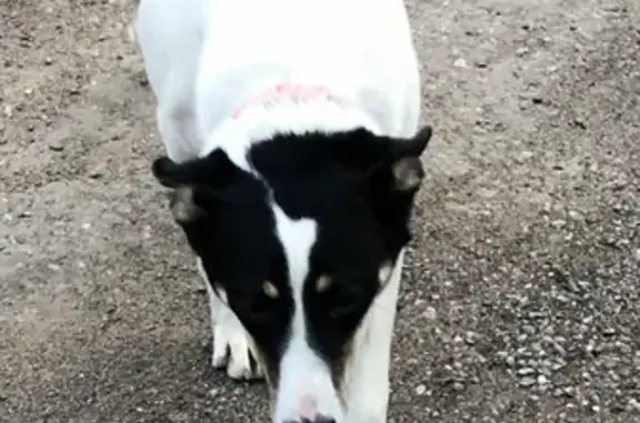 Найден пёс в дачном посёлке Загорянский, Щёлково