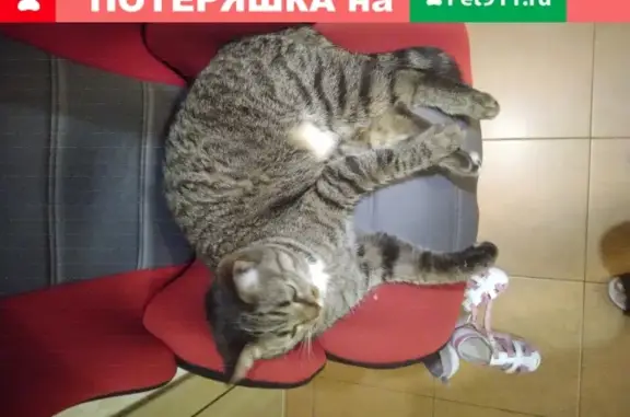 Пропала кошка Бася, ул. Генерала Антонова, Москва