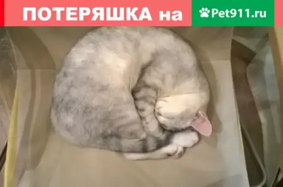 Пропала кошка на ул. Кижеватова, 28