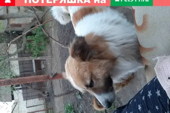 Пропала собака в Аткарске, Саратовская обл.
