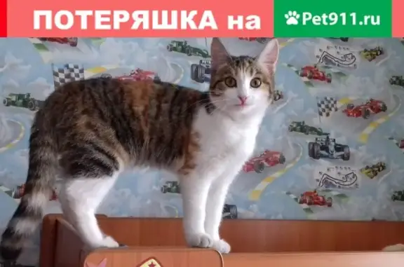 Кошки потеряшки, Вельск, фото: Потеряшка кошка на 1й Лесобазе, Ася, синий ошейник.