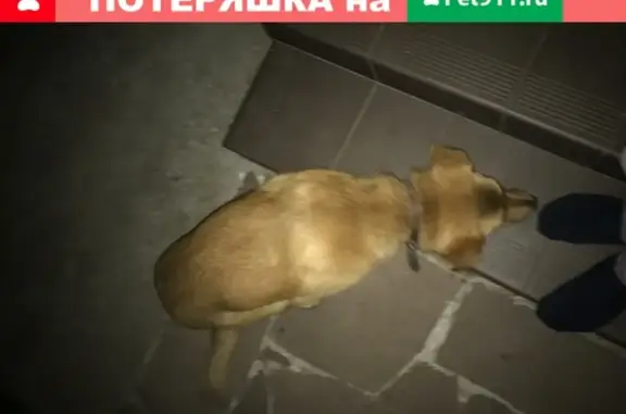 Найдена ласковая собака в Матвейково