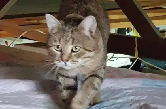 Пропала кошка Кот Тёпа, ул. Ратмино, 2, Дубна