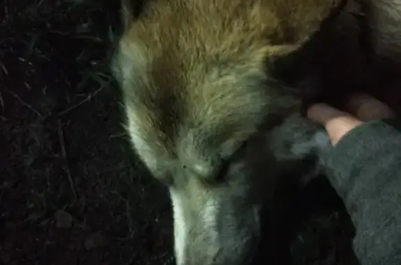 Собака найдена на ул. Серова 11 в Казани