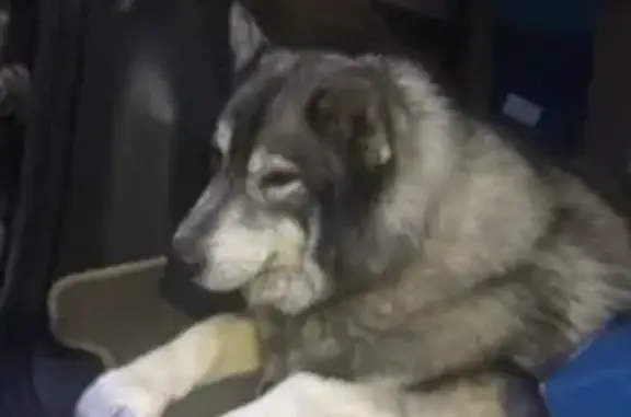 Найден пёс на Новорижском шоссе (МО)