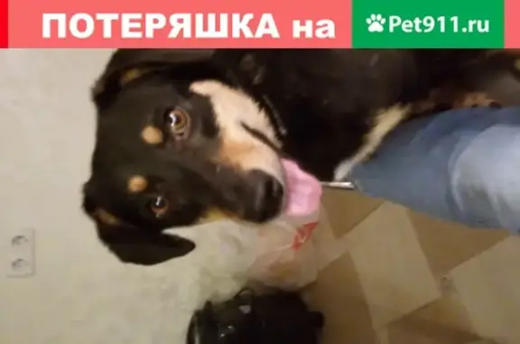 Пропала собака в Протвино, район Самохвала, 13.05.2020.