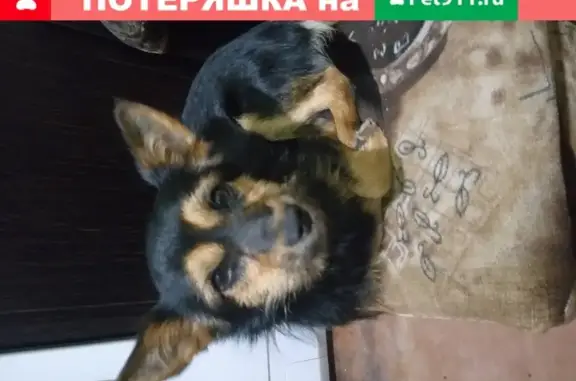 Найдена собака с красным ошейником в районе Строителей, Горки