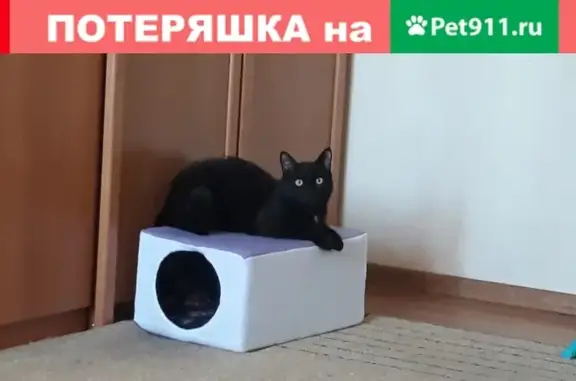 Объявления о пропавших и найденных животных, Ижевск, фото: Пропал кот Билли Бонс: ул. Репина, Авангардная, Л.Толстого, С.Ковалевской.